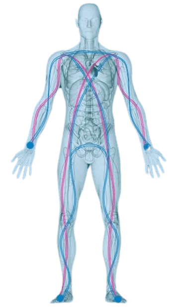 Illustration of BIA technology sending electrical impulses for accurate body composition measurement